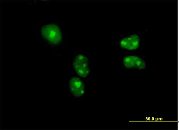 BYSL purified MaxPab mouse polyclonal antibody (B01P)
