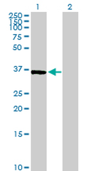 BYSL purified MaxPab mouse polyclonal antibody (B01P)