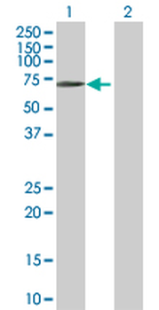 BTN1A1 purified MaxPab rabbit polyclonal antibody (D01P)