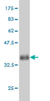 KLF9 monoclonal antibody (M01), clone 1H5