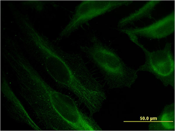 BST2 monoclonal antibody (M15), clone 2E6