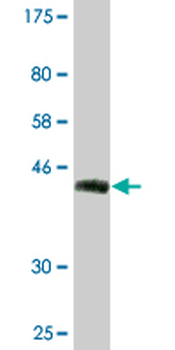 BST2 monoclonal antibody (M15), clone 2E6