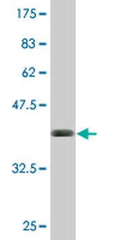 BST2 monoclonal antibody (M02), clone 3H4
