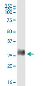 BST2 purified MaxPab rabbit polyclonal antibody (D01P)