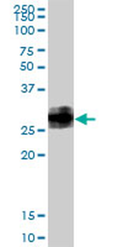 BST2 MaxPab rabbit polyclonal antibody (D01)