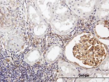 BST2 purified MaxPab mouse polyclonal antibody (B02P)