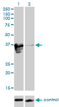 ZFP36L1 monoclonal antibody (M02), clone 1A3