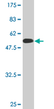 BNIP1 monoclonal antibody (M01), clone 1G7