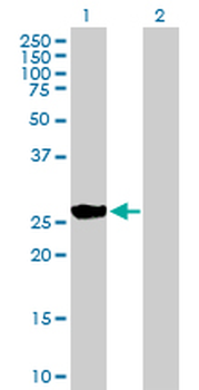 BNIP1 purified MaxPab mouse polyclonal antibody (B01P)