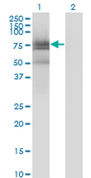 BMX monoclonal antibody (M01), clone 3G3