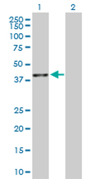 BMP2 purified MaxPab rabbit polyclonal antibody (D01P)