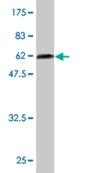BLVRA monoclonal antibody (M03), clone S2