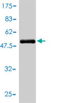 BLVRA monoclonal antibody (M01), clone 4G4-2B6