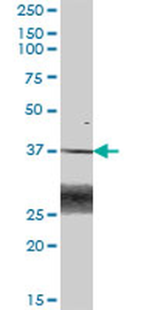 BLVRA purified MaxPab mouse polyclonal antibody (B01P)