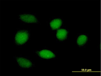 BLVRA purified MaxPab mouse polyclonal antibody (B01P)