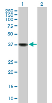 BLVRA purified MaxPab mouse polyclonal antibody (B01P)