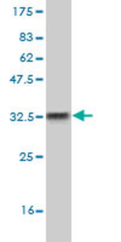 CXCR5 monoclonal antibody (M01), clone 2C1