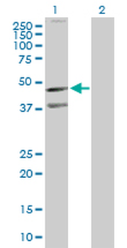 CXCR5 purified MaxPab rabbit polyclonal antibody (D01P)