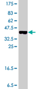 BLMH polyclonal antibody (A01)