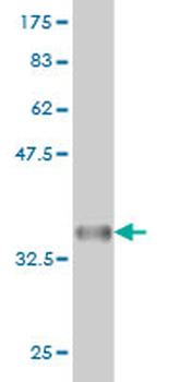 BLK monoclonal antibody (M02), clone 7A12