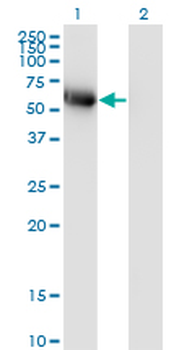 BLK monoclonal antibody (M01), clone 3E5-3A8