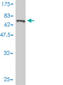 BLK monoclonal antibody (M01), clone 3E5-3A8