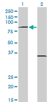 PRDM1 monoclonal antibody (M01), clone 2B10