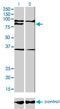 PRDM1 monoclonal antibody (M01), clone 2B10