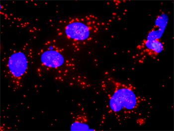 BID monoclonal antibody (M01), clone 3F3-1A3