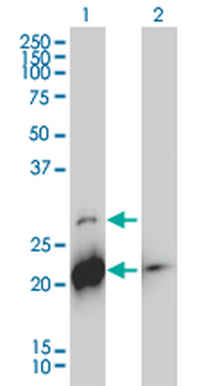 BID monoclonal antibody (M01), clone 3F3-1A3