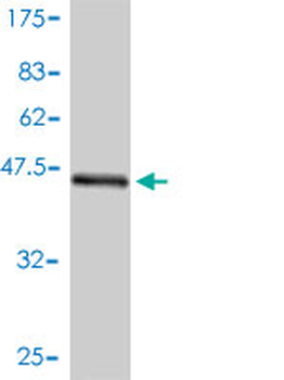 BID monoclonal antibody (M01), clone 3F3-1A3