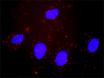 BID purified MaxPab rabbit polyclonal antibody (D01P)