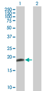 BID purified MaxPab rabbit polyclonal antibody (D01P)
