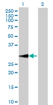 BDNF purified MaxPab rabbit polyclonal antibody (D01P)