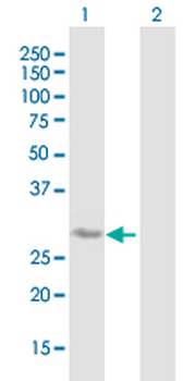 BDNF purified MaxPab mouse polyclonal antibody (B02P)