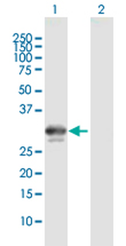 BDNF purified MaxPab mouse polyclonal antibody (B01P)