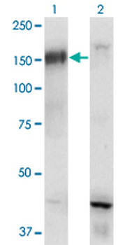 BCR monoclonal antibody (M01), clone 2E5