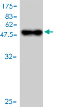 TNFRSF17 monoclonal antibody (M01), clone 1F10
