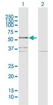 BCL3 MaxPab rabbit polyclonal antibody (D01)