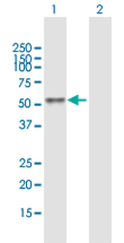 BCL3 purified MaxPab mouse polyclonal antibody (B01P)