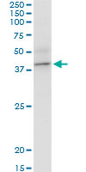 BCAT2 purified MaxPab mouse polyclonal antibody (B01P)