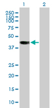 BCAT2 purified MaxPab mouse polyclonal antibody (B01P)