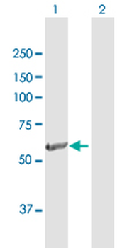 BBS4 purified MaxPab rabbit polyclonal antibody (D01P)
