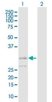 BAK1 purified MaxPab rabbit polyclonal antibody (D01P)