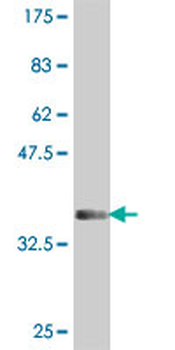 BAI2 polyclonal antibody (A01)