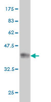 BAAT monoclonal antibody (M02), clone 5B6