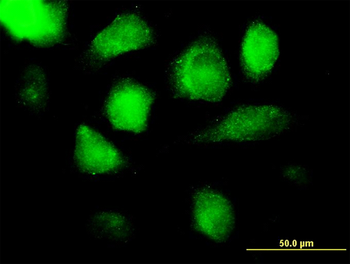 AZU1 purified MaxPab mouse polyclonal antibody (B01P)