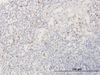 AZU1 purified MaxPab mouse polyclonal antibody (B01P)