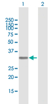 AZU1 purified MaxPab mouse polyclonal antibody (B01P)