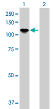 AXL purified MaxPab rabbit polyclonal antibody (D01P)